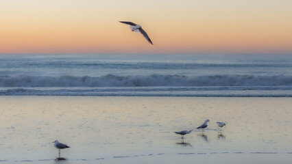 seagulls on beach at sunset