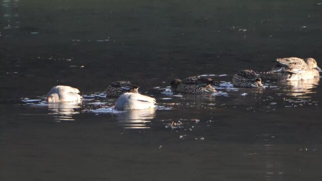 1. コガモの基本情報

    学名: Anas crecca
    英名: Common Teal
    分類: カモ目カモ科
    体長: 約35～40cm（カモ類の中で最小級）
    翼開長: 約59～64cm
    体重: 約300～400g
    分布: ヨーロッパ、アジア北部で繁殖し、冬季に南下
    日本での観察時期: 主に10月から翌年4月まで
