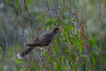 Fototapeta premium noisy miner (Manorina melanocephala)