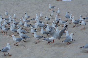 group of seagulls on sand beach