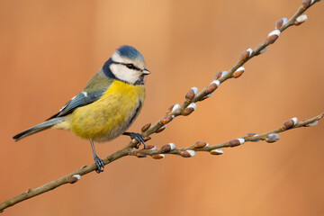 blue tit on willow catkins
