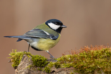 great tit parus major on moss