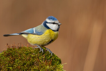 blue tit on moss