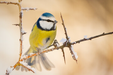blue tit on a snowy branch