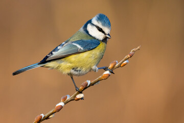 blue tit on willow catkins