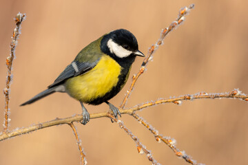 great tit parus major on a frosty twig with catkins