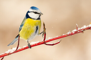 blue tit on a snowy branch