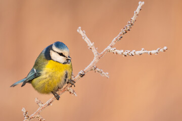 blue tit on frosty branch