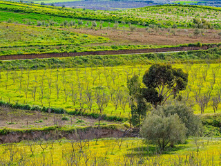 Vibrant farm fields and olive groves in Sicily