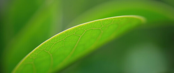 green leaf texture