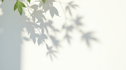 Leaves casting a delicate, lace-like shadow on a crisp, pure white wall background, with every detail and texture vividly defined, as if the leaves are gently placed on the surface, evoking a sense of