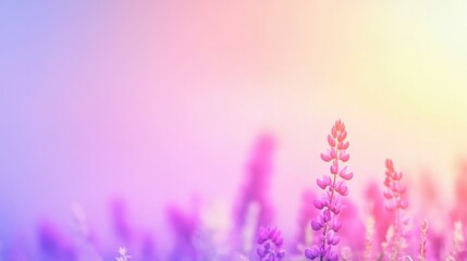 Naklejka premium Field of blooming lupines in shades of purple and pink, serene and vibrant garden atmosphere