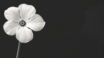 A white flower is in the center of a black background