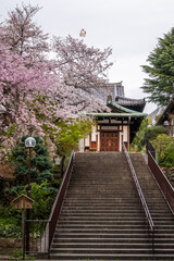 Stone stairway leads up to Nara Christ Church, framed by flowering cherry trees. Structures like this highlight spiritual importance throughout centuries in Japan.