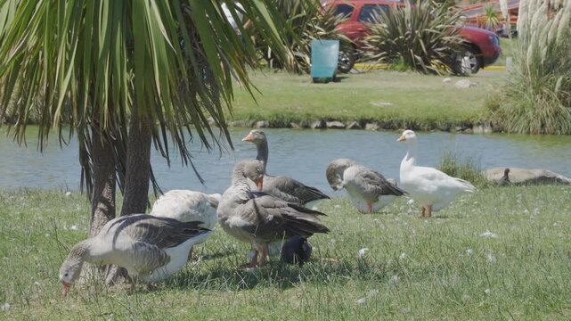 gansos pastando junto a lago en Punta Mogotes Mar del Plata
