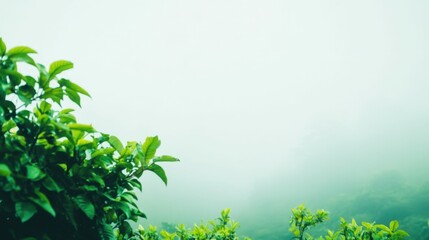 Fototapeta premium Foggy morning on a farm with a windmill barely visible in the distance, surrounded by lush greenery and soft ambient light,