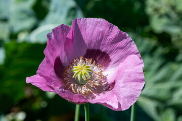Naklejka premium Close up of an opium poppy (papaver somniferum) flower in bloom