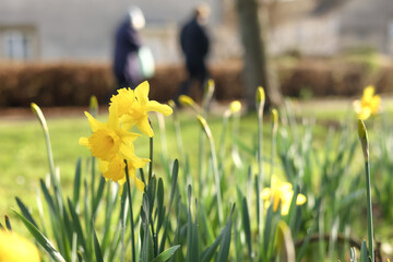 daffodils in spring