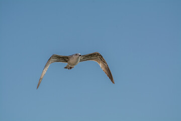 seagull flying in sky