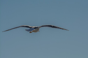 seagull from behind flying in sky