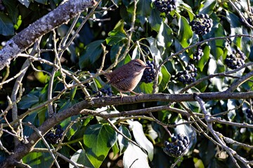 V&ouml;gelchen in einem Baum