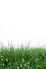 Fototapeta premium Green fresh grass lawn in Spring.