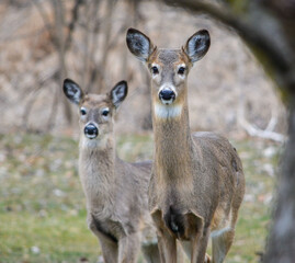 Hungry and curious deer coming up for a snack.