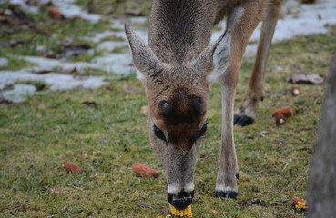 Hungry and curious deer coming up for a snack.