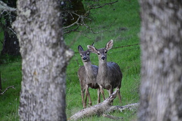 deer grazing in the tall green spring grass on a mountain top meadow
