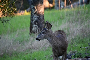 deer grazing in the tall green spring grass on a mountain top meadow