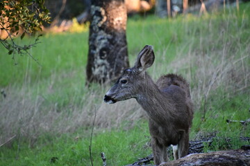 deer grazing in the tall green spring grass on a mountain top meadow