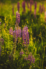 Purple lupins. Golden hour, summer. Field or blooming meadow