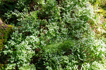 coniferous forest in summer on a sunny day