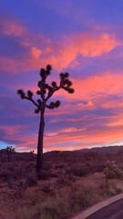Sunset at Joshua Tree National Park, California