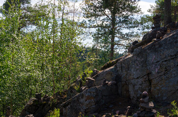 coniferous forest in summer on a sunny day