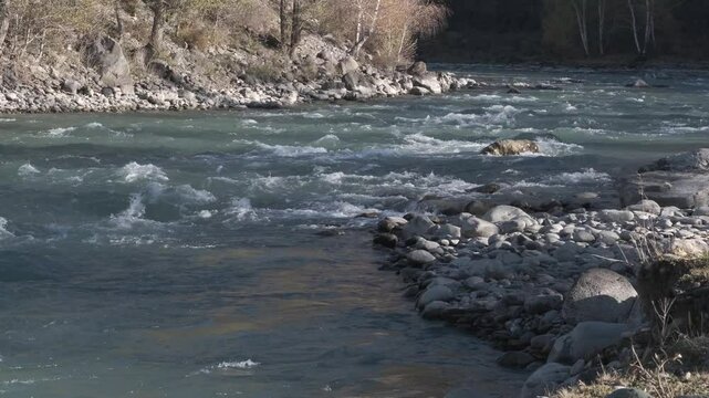 Seething water quickly flows over the stones. Mountain river in autumn against the background of the forest. Altai