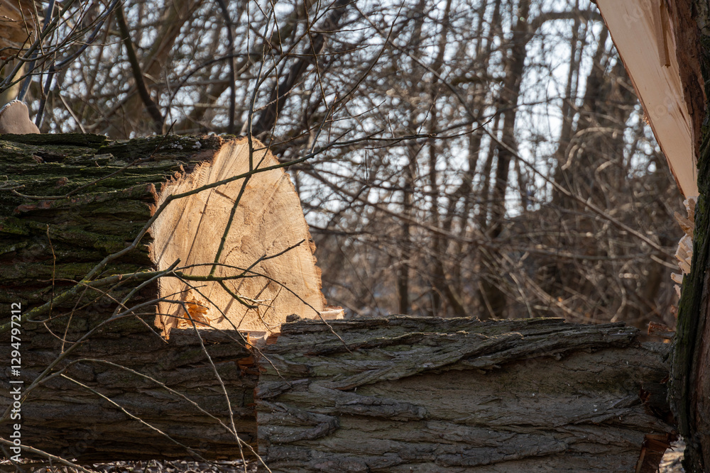 Poster a freshly cut log lies on the ground, illuminated by sunlight filtering through the bare branches of