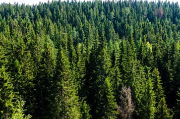 coniferous forest pattern background in summer on a sunny day