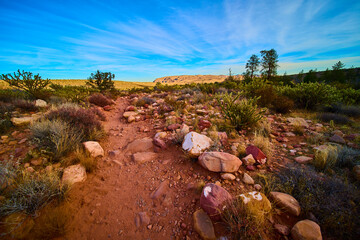 Desert Path and Cacti in Pine Creek Canyon at Golden Hour Eye Level Perspective