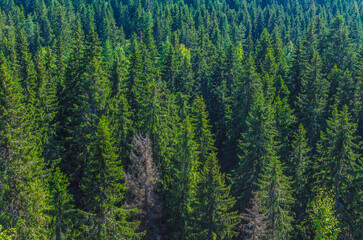 coniferous forest pattern background in summer on a sunny day