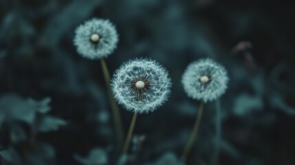 Obraz premium Delicate white dandelion against a blurred green forest backdrop, capturing the fragility and simplicity of nature in stunning macro detail.