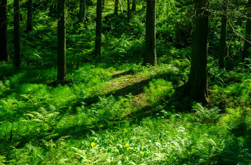 coniferous forest in summer on a sunny day