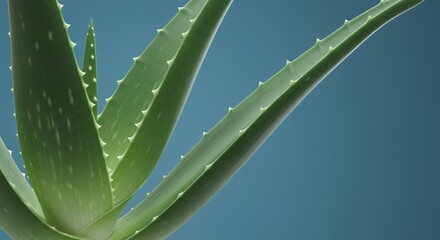 Fototapeta premium Close Up of Lush Green Aloe Vera Plant Against Teal Background