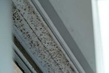 Mold and fungus are visibly growing on the window frame, highlighting possible humidity problems in...