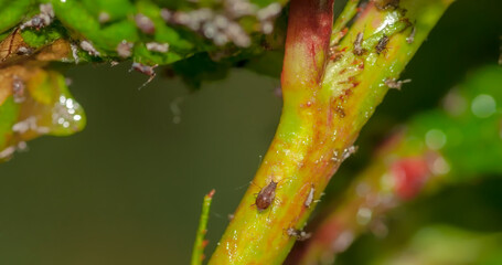 Mszyce w akcji - owady żerujące na pędach roślin i żywiące się sokami roślinnymi. Gromada mszyc na zielonym pędzie rośliny, prezentująca swoje małe, owalne ciała. Owady żerują skupione . © Grzegorz