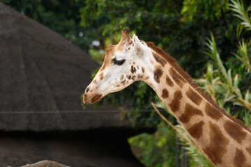 close up of a giraffe
