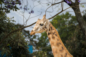 giraffe eating grass