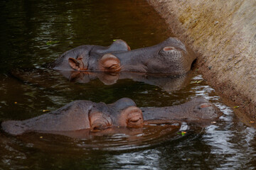 Obraz premium hippopotamus in water