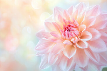 Obraz premium A close-up of a delicate pink dahlia flower with soft, blurred pastel background.