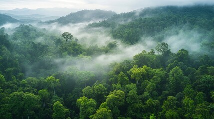 Aerial View of Misty Rainforest Landscape
